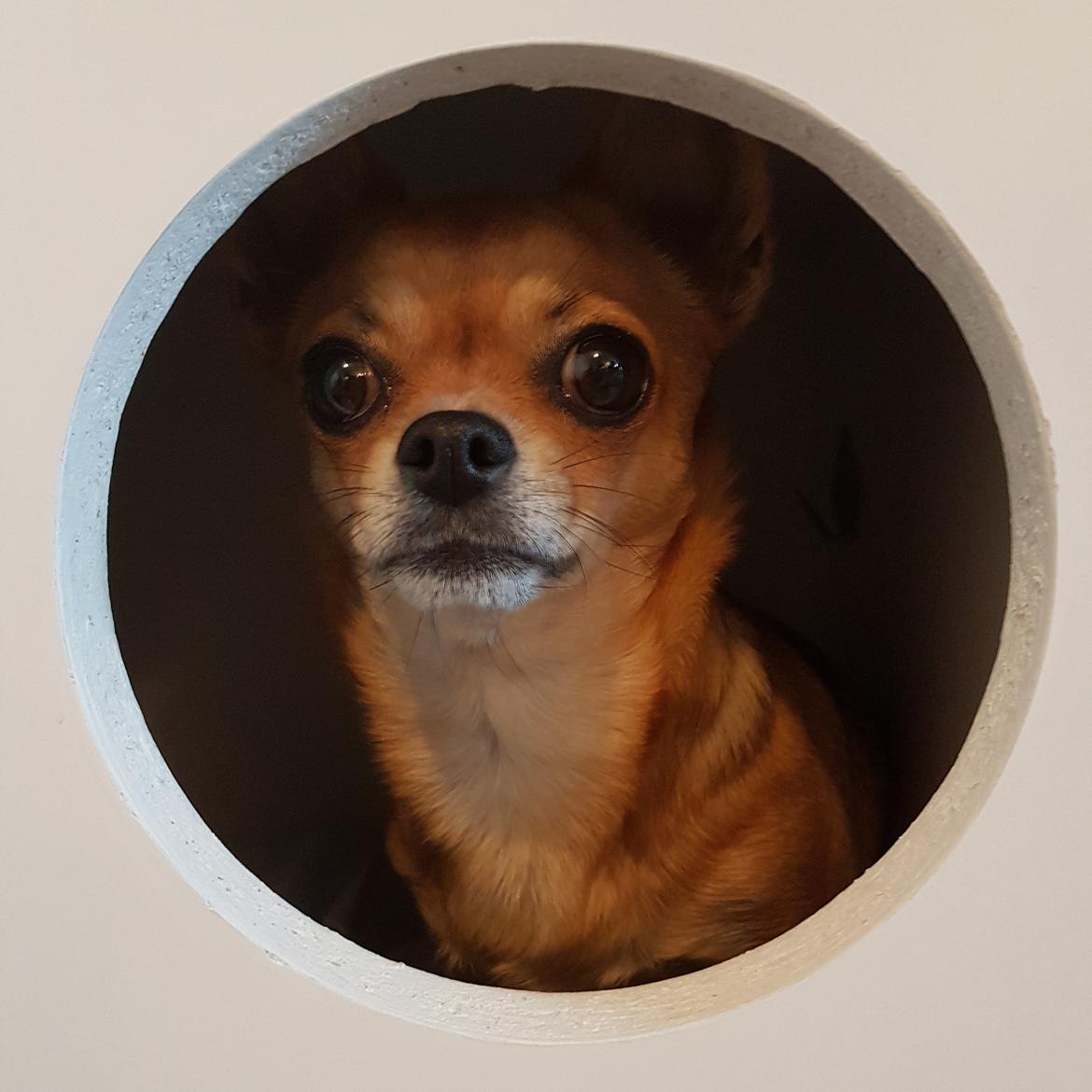 Chihuahua Mia billede 38