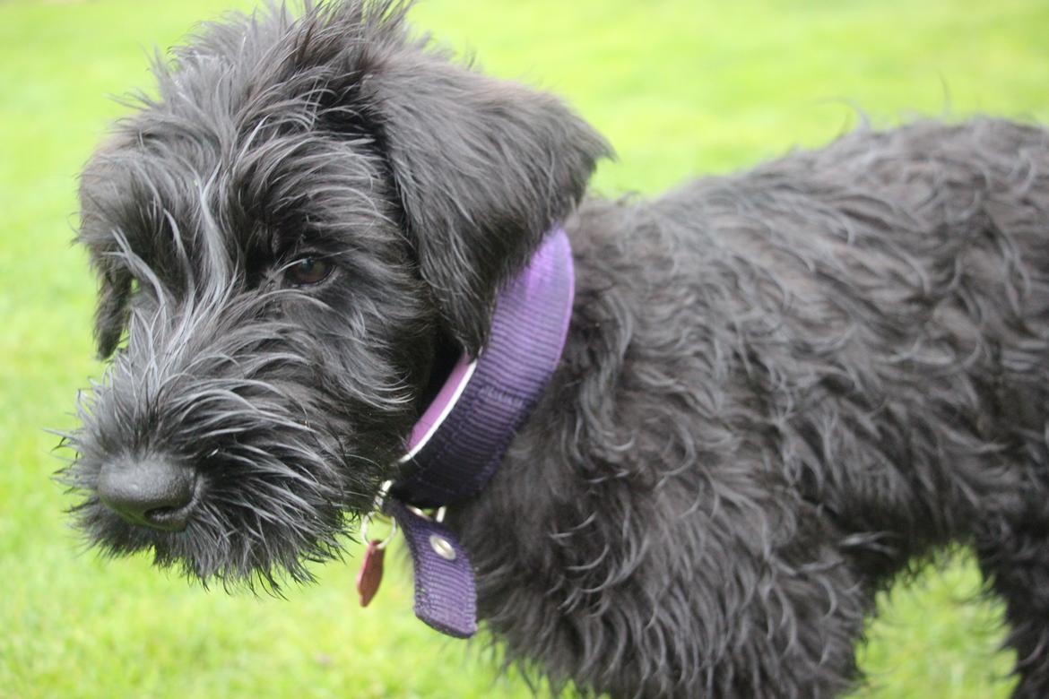 Riesenschnauzer Dibomba's Ekanite Neytiri billede 1