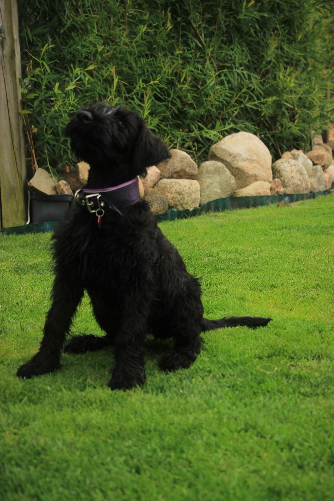 Riesenschnauzer Dibomba's Ekanite Neytiri billede 4