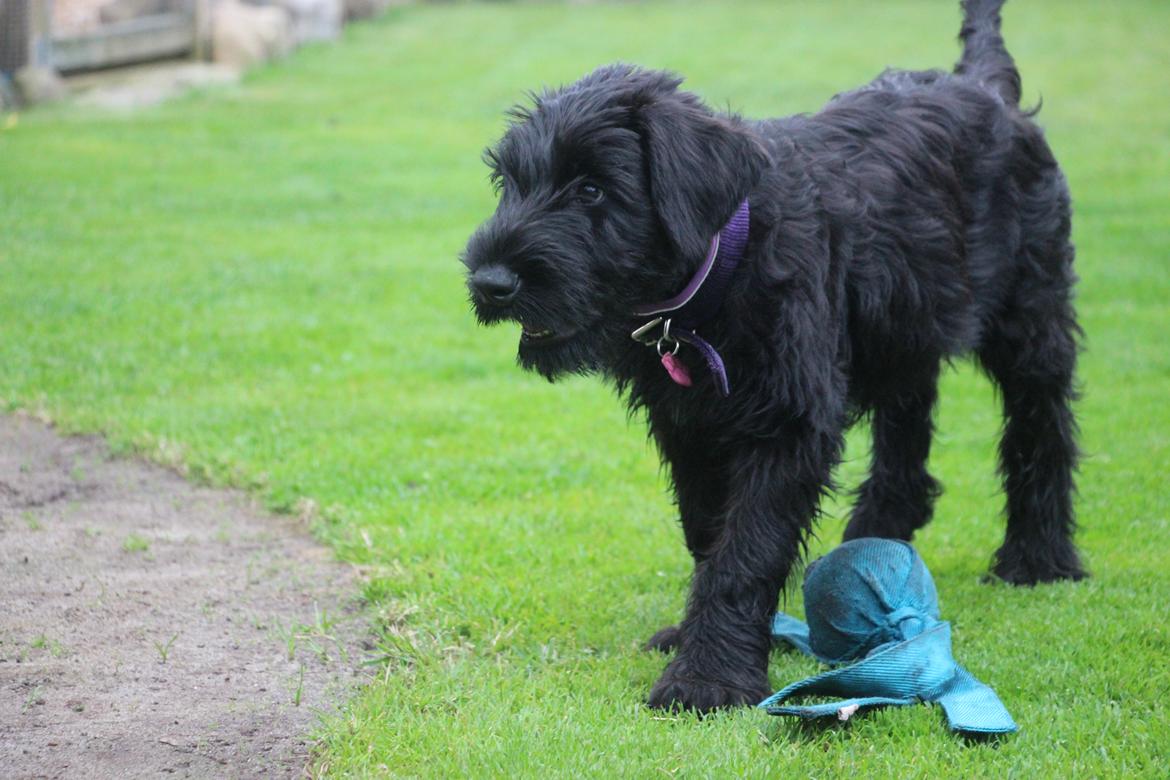 Riesenschnauzer Dibomba's Ekanite Neytiri billede 5