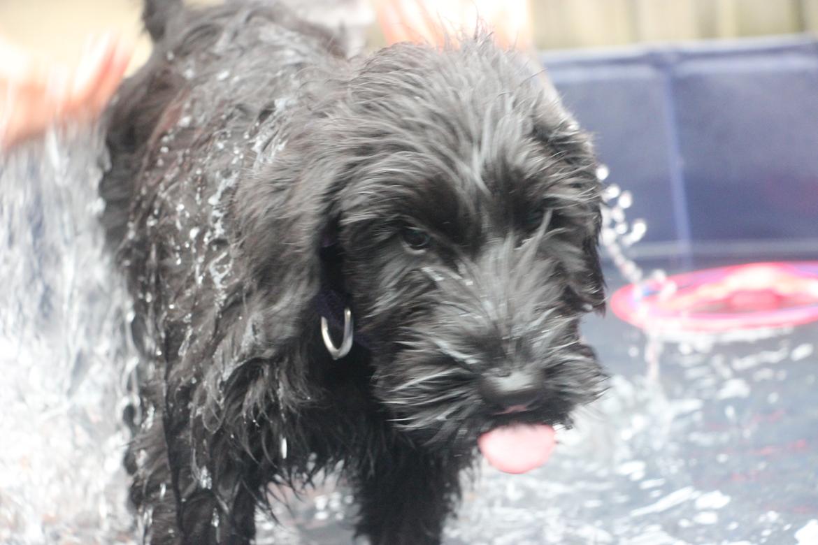 Riesenschnauzer Dibomba's Ekanite Neytiri billede 6