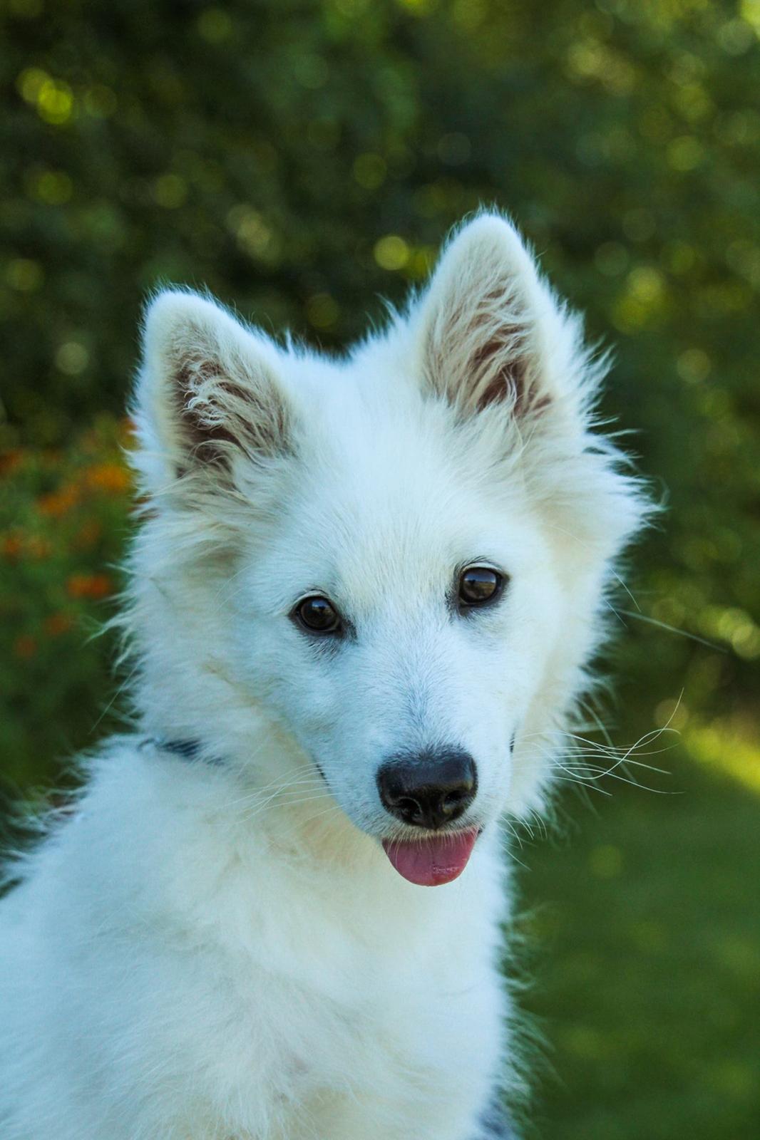 Dansk Spids Balder billede 18