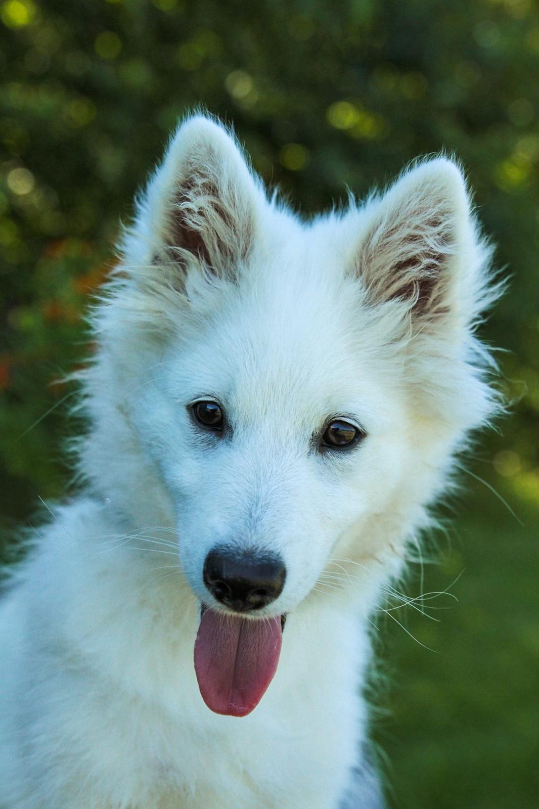 Dansk Spids Balder billede 17