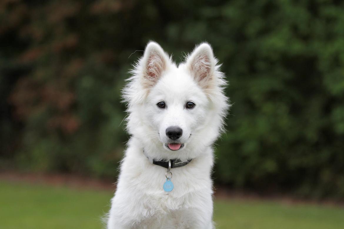 Dansk Spids Balder billede 19