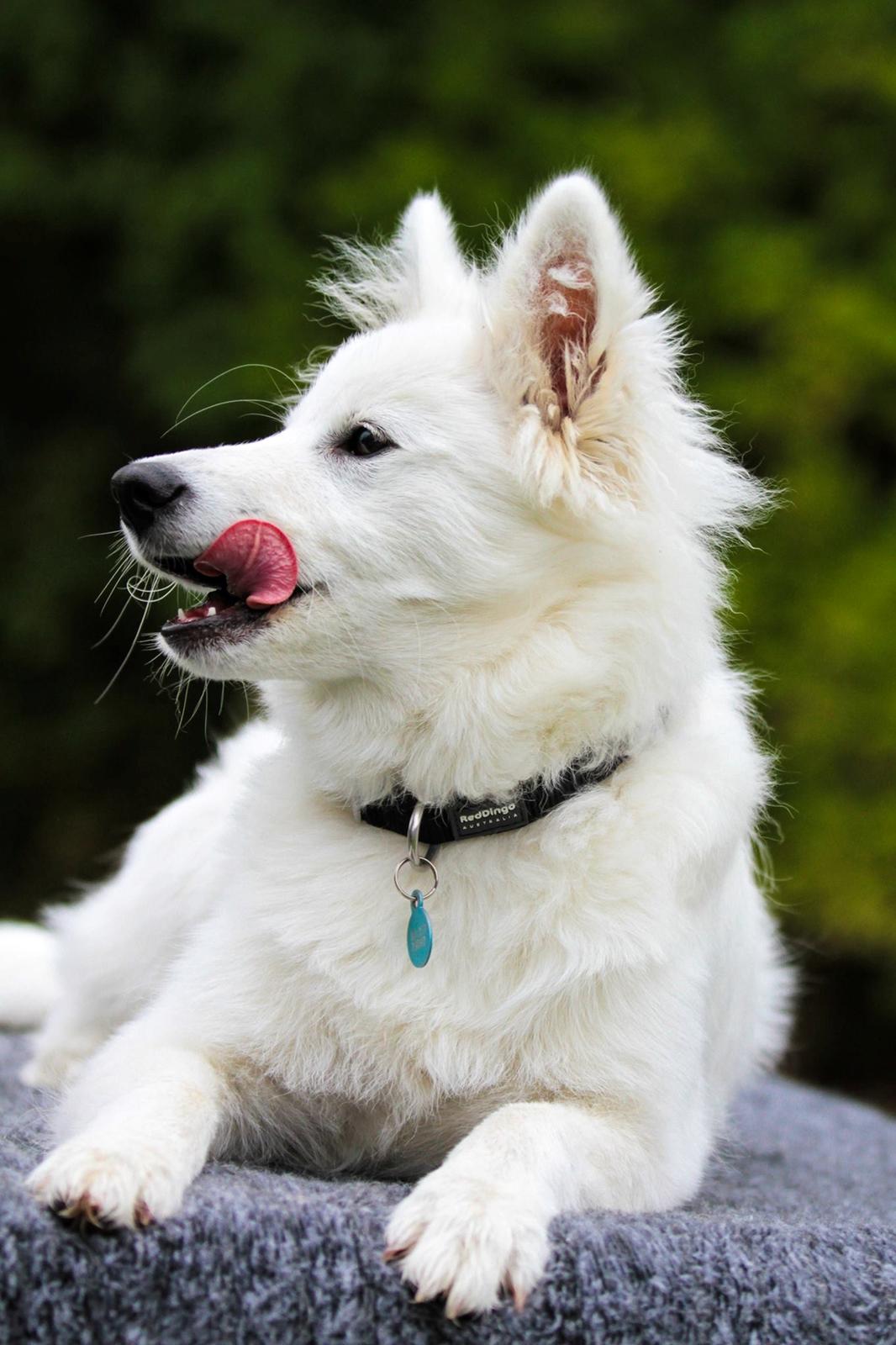 Dansk Spids Balder billede 20