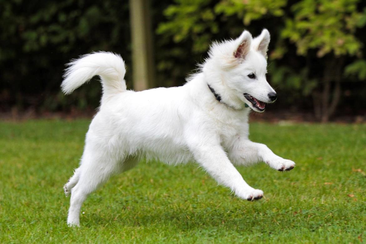 Dansk Spids Balder billede 21