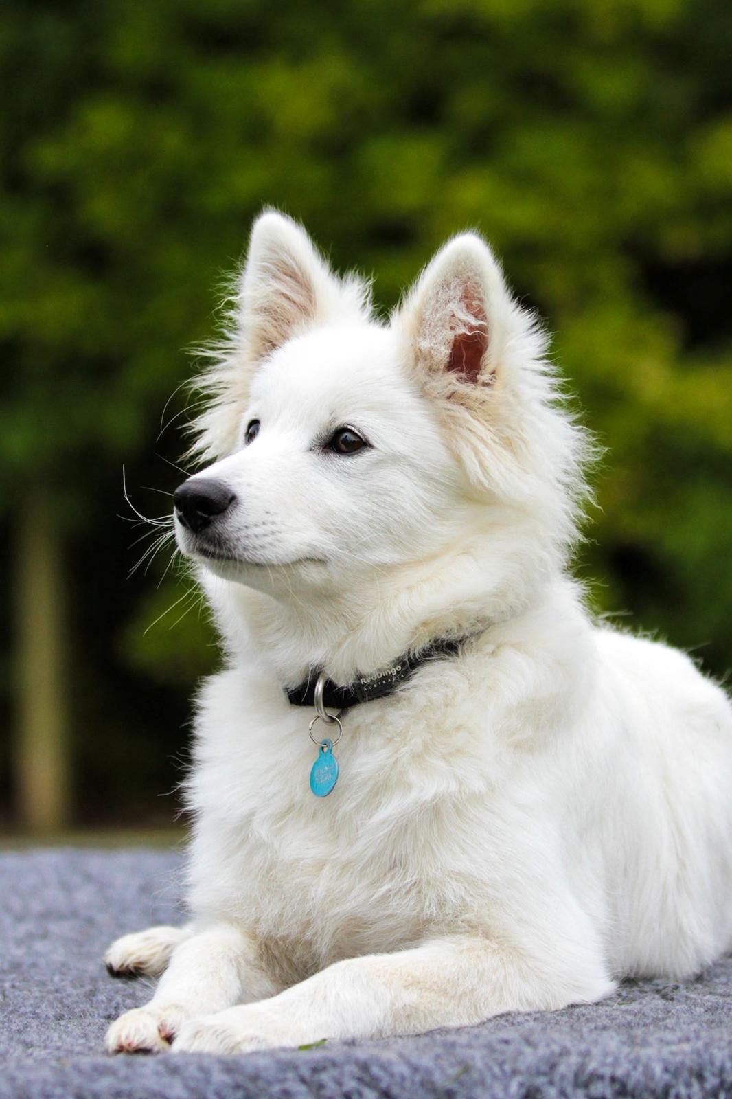 Dansk Spids Balder billede 1