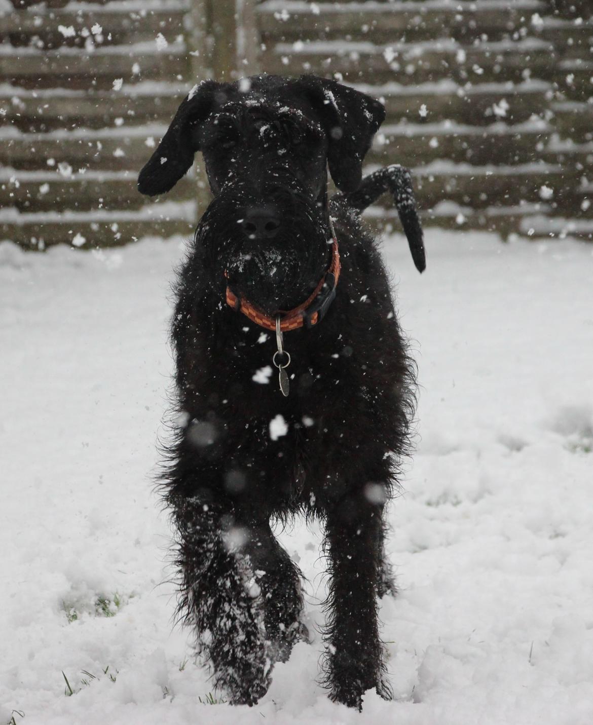 Riesenschnauzer Einstein Eray Vom Ravener Forst billede 1