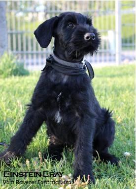 Riesenschnauzer Einstein Eray Vom Ravener Forst billede 4