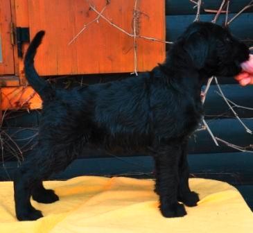 Riesenschnauzer Einstein Eray Vom Ravener Forst billede 5