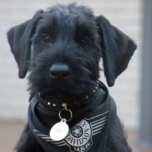 Riesenschnauzer Einstein Eray Vom Ravener Forst billede 2