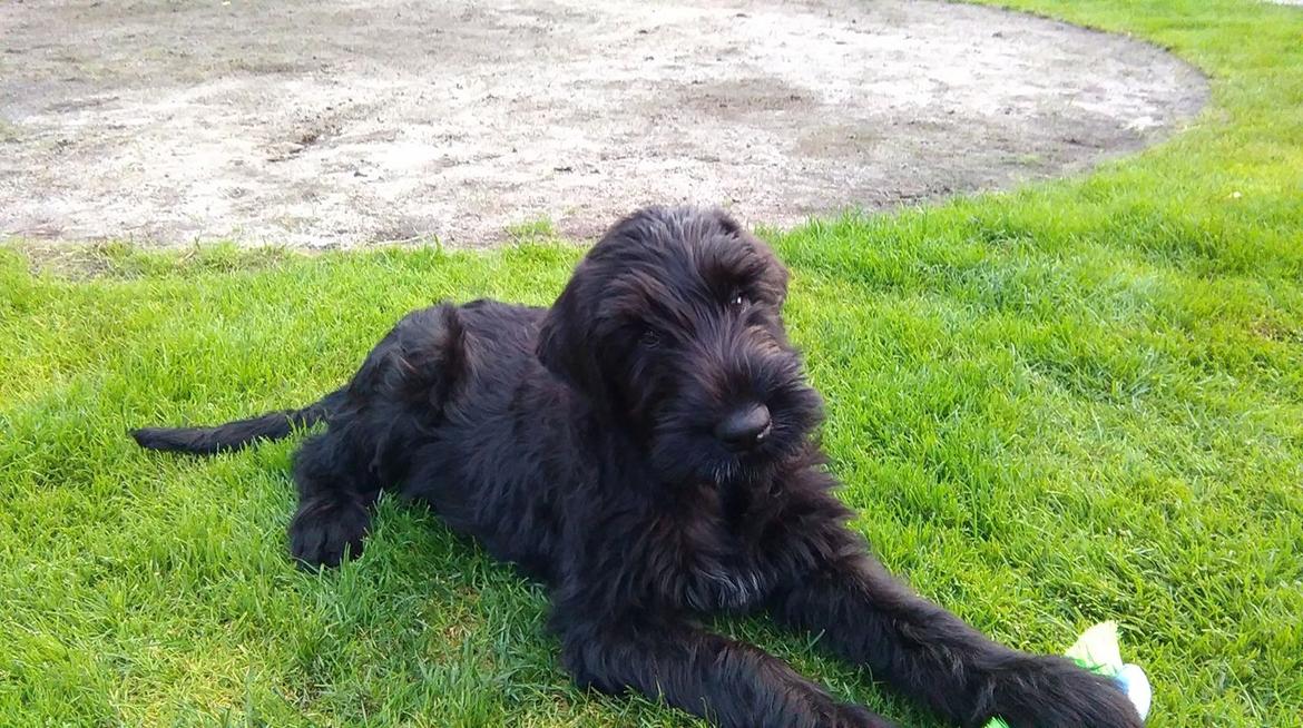 Riesenschnauzer Dibomba's Ekanite Neytiri billede 3