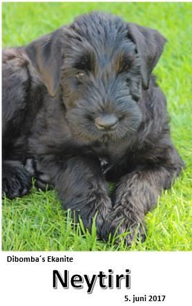 Riesenschnauzer Dibomba's Ekanite Neytiri billede 2