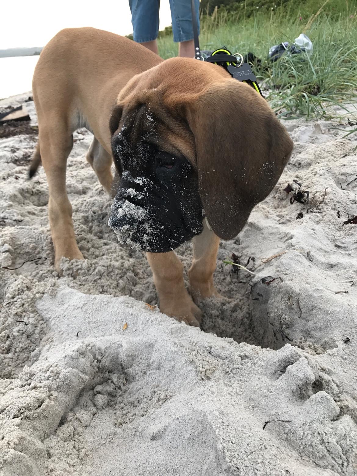 Mastiff Thorkild (død 2023) billede 11