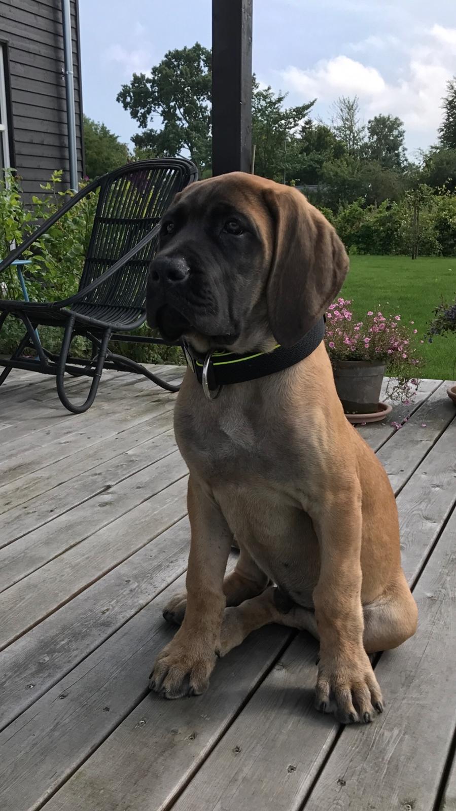 Mastiff Thorkild (død 2023) billede 12