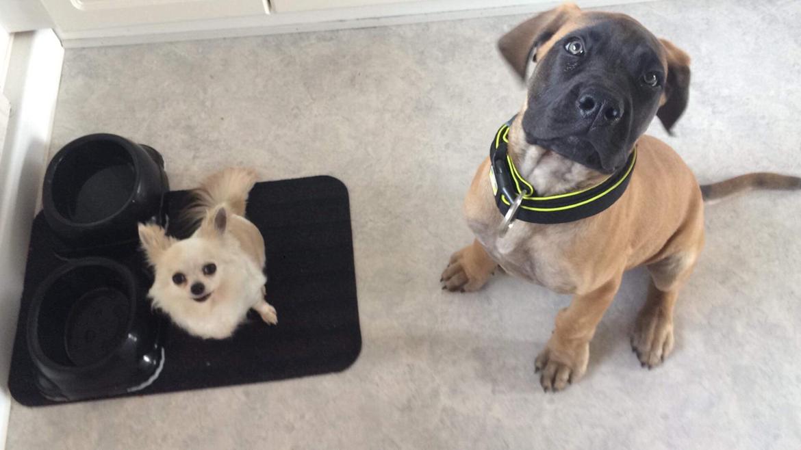 Mastiff Thorkild (død 2023) billede 13