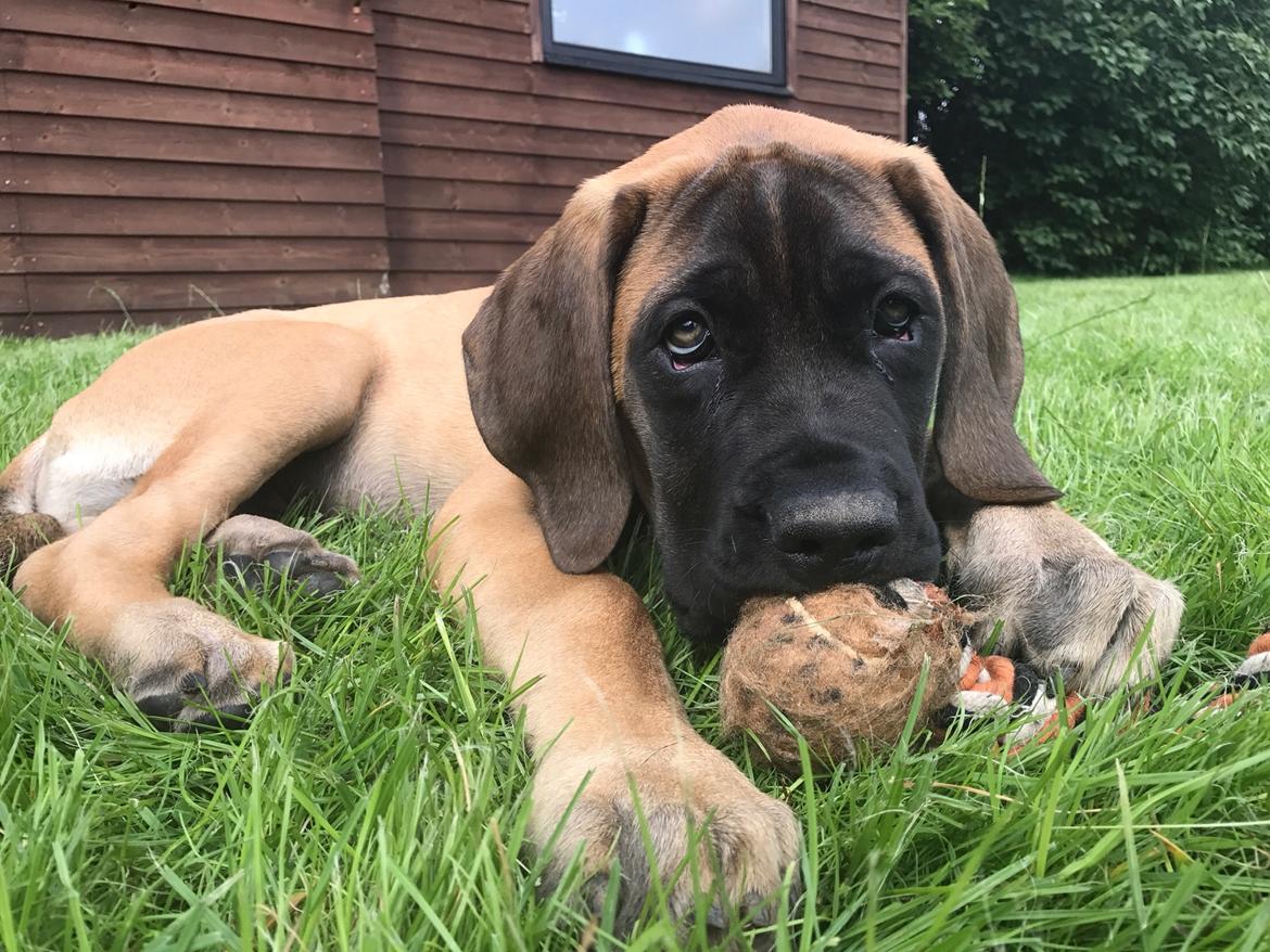 Mastiff Thorkild (død 2023) billede 14