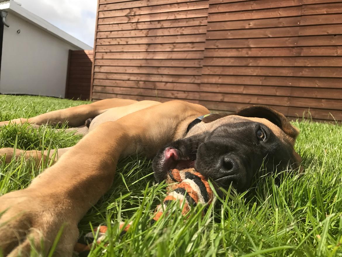 Mastiff Thorkild (død 2023) billede 15