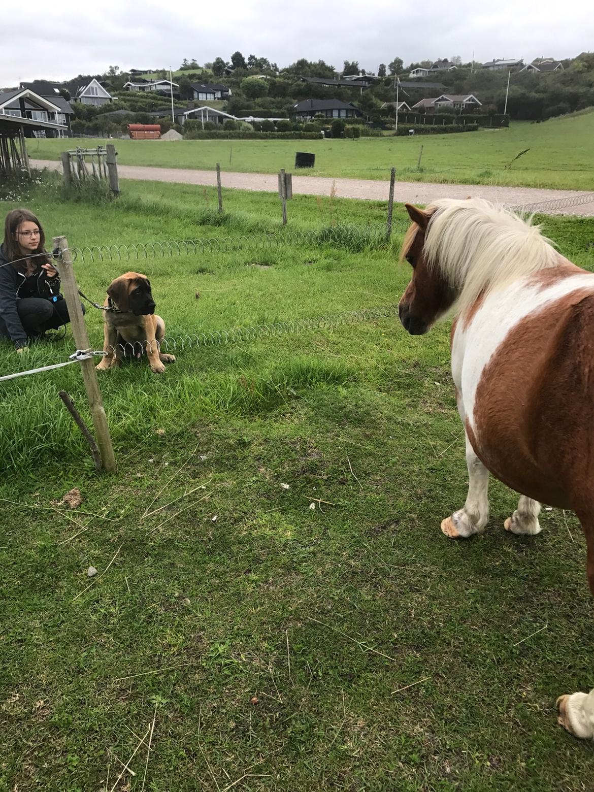 Mastiff Thorkild (død 2023) billede 16