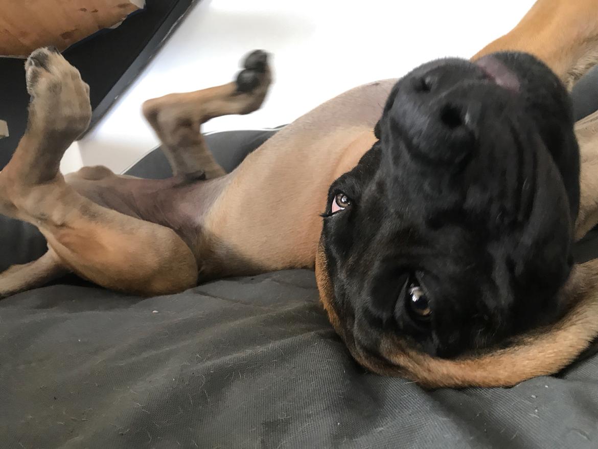 Mastiff Thorkild (død 2023) billede 17