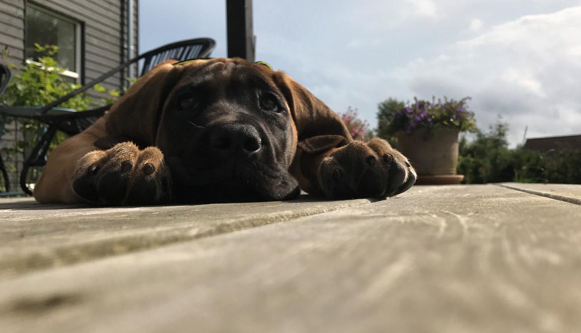 Mastiff Thorkild (død 2023) billede 19