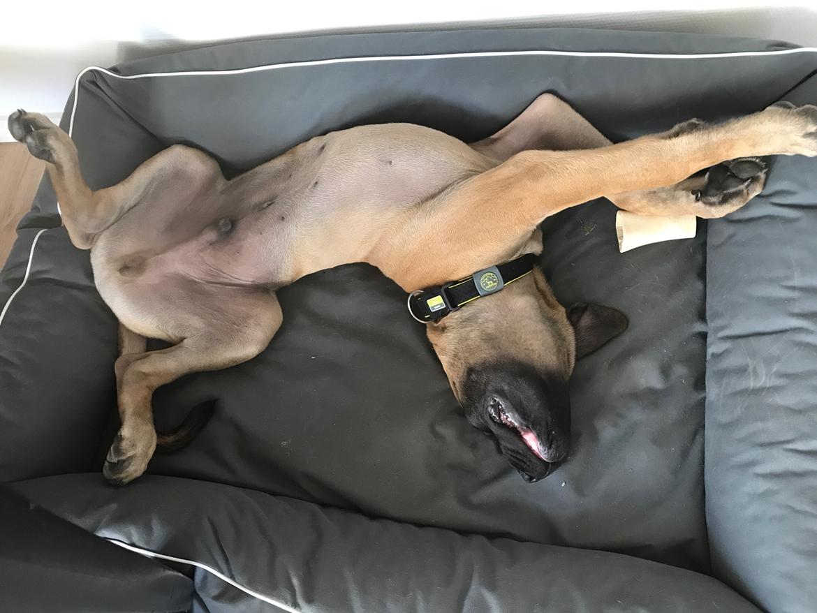 Mastiff Thorkild (død 2023) billede 18