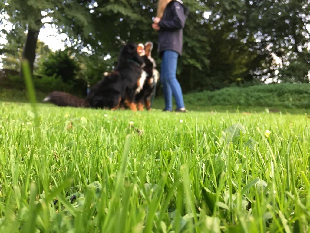 Berner sennenhund Dumle - august 2017 billede 37