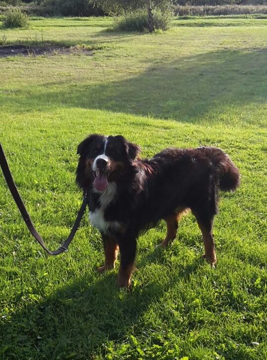 Berner sennenhund Dumle billede 40