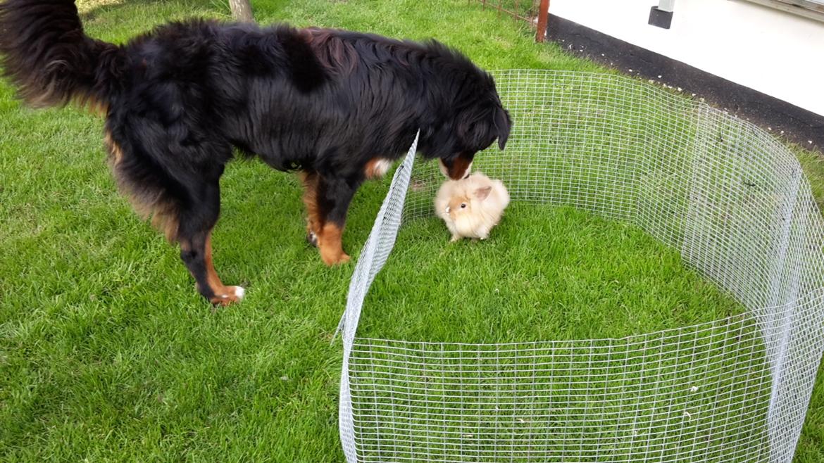 Berner sennenhund Dumle - jeg er meget interesseret i min mors kaninunge <3 billede 42