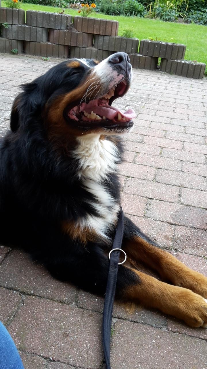 Berner sennenhund Dumle - det var hårdt at gå hjem til min mors mormor :p  billede 46