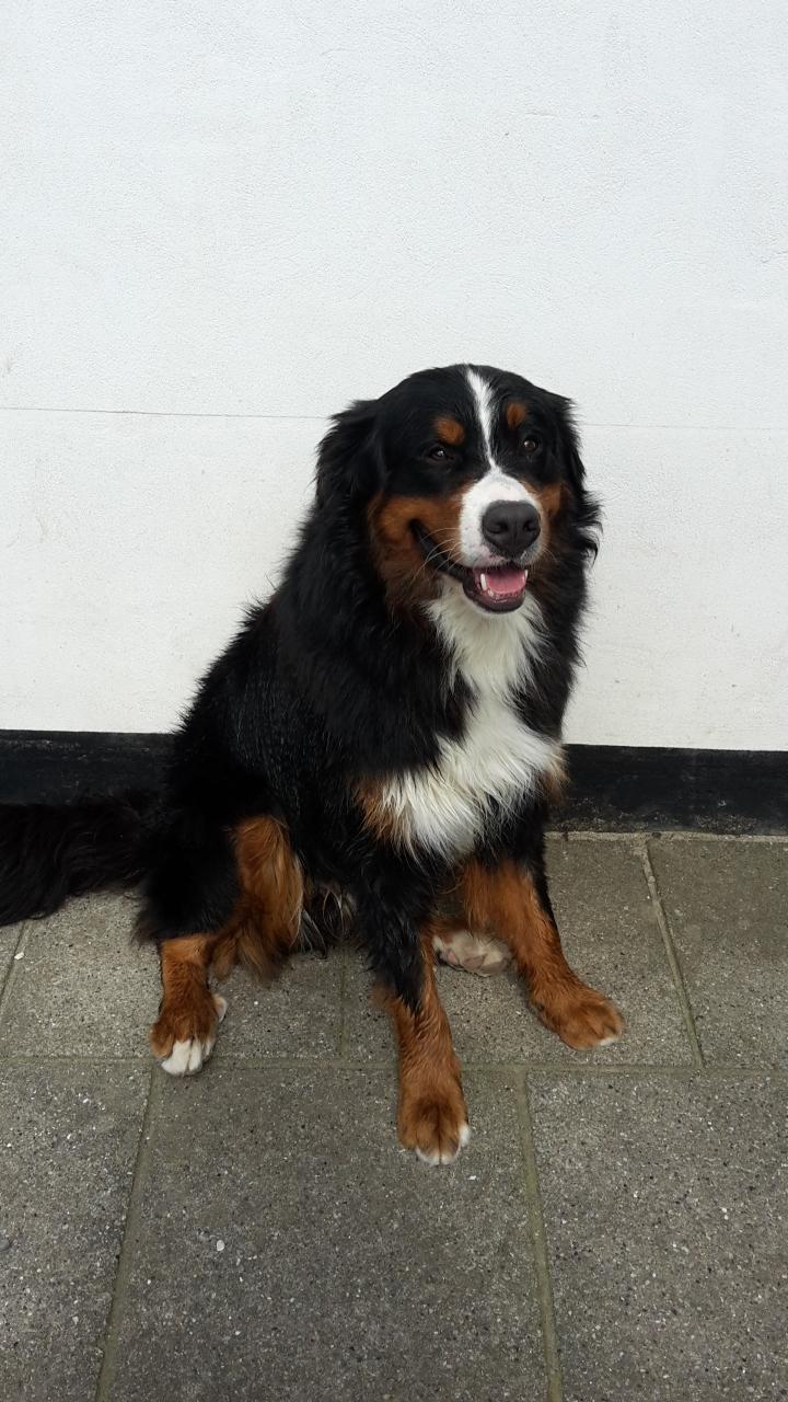 Berner sennenhund Dumle billede 49