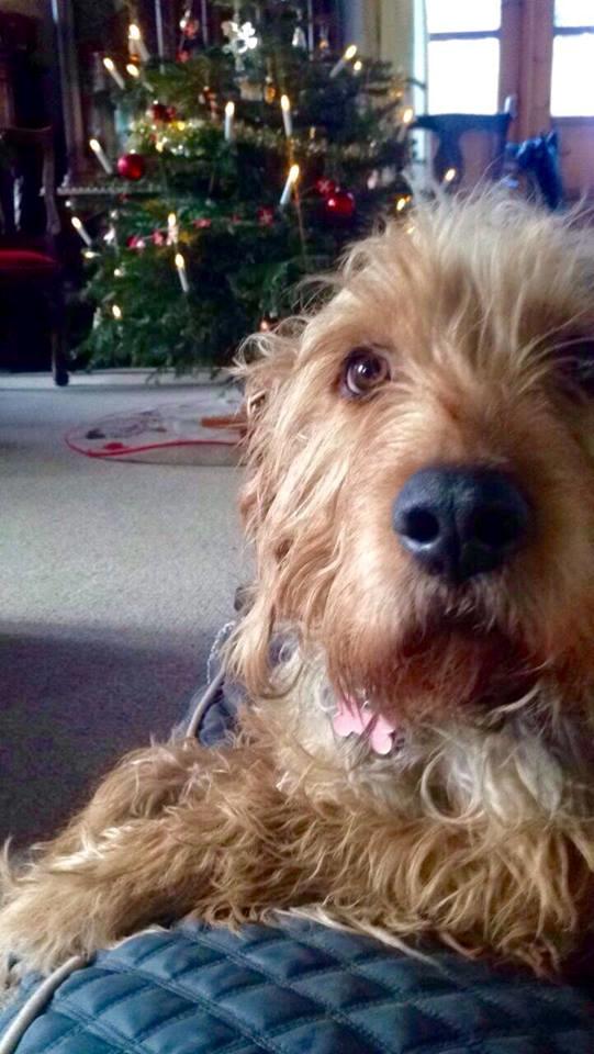 Blanding af racer Hilda billede 23