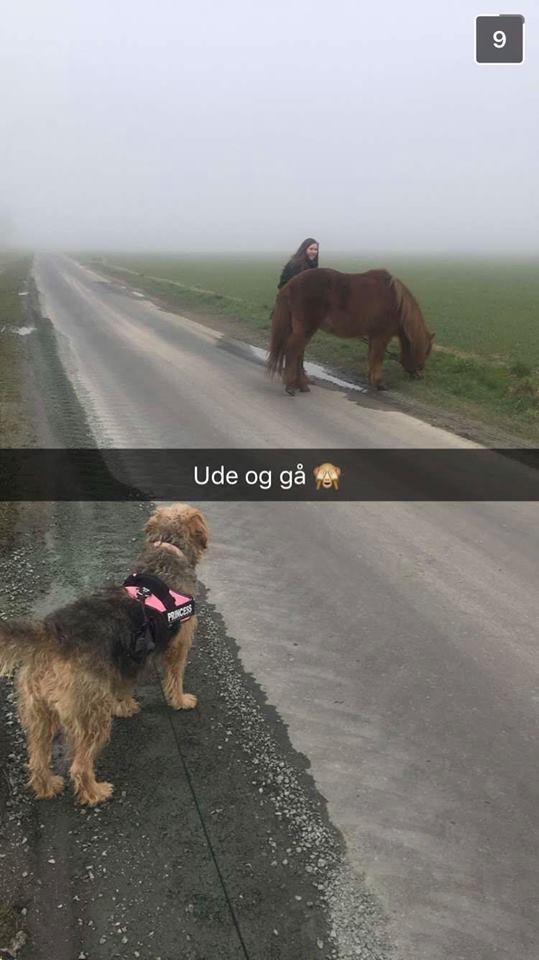 Blanding af racer Hilda billede 24