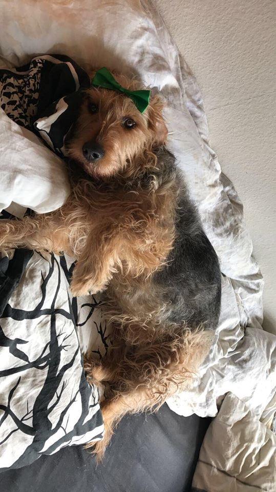 Blanding af racer Hilda billede 27