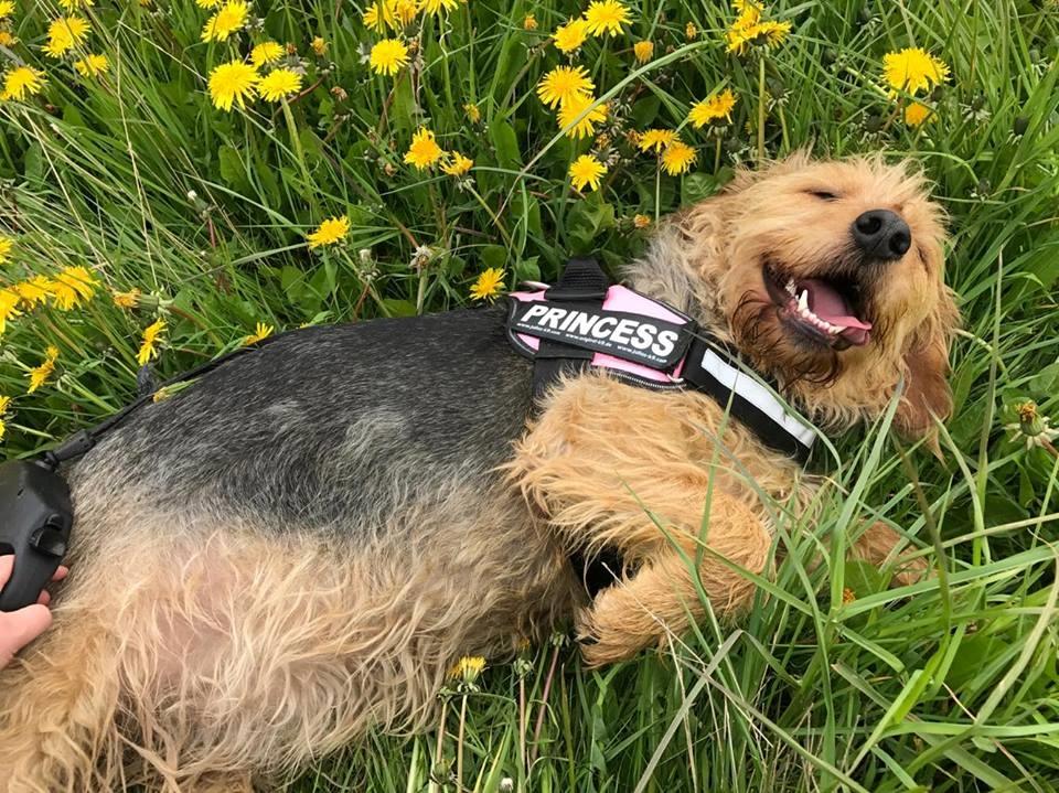 Blanding af racer Hilda billede 28