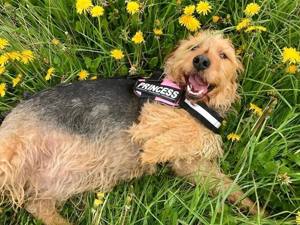 Blanding af racer Hilda billede 1