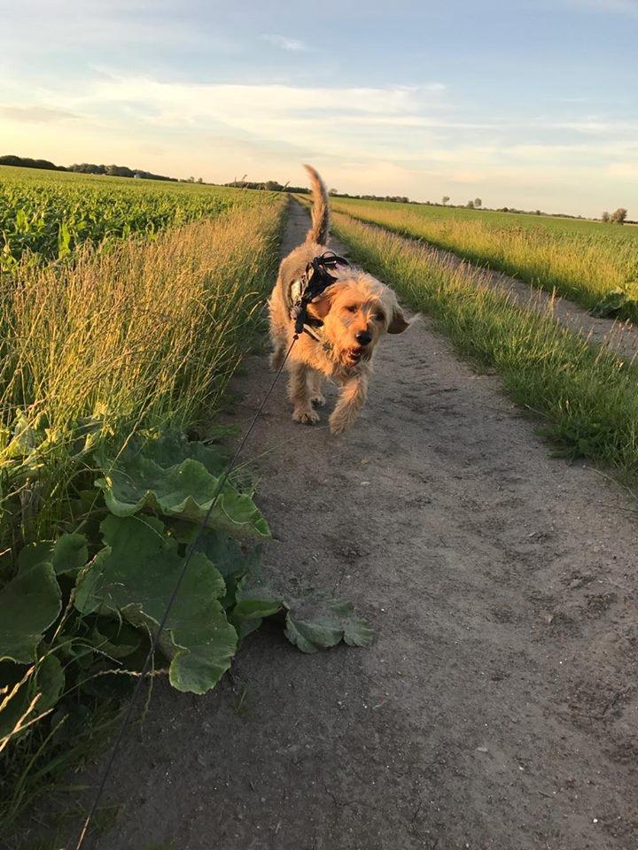 Blanding af racer Hilda billede 29