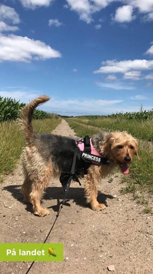 Blanding af racer Hilda billede 31