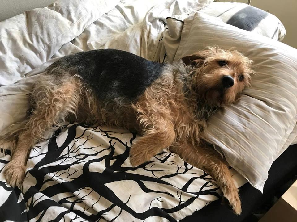 Blanding af racer Hilda billede 30