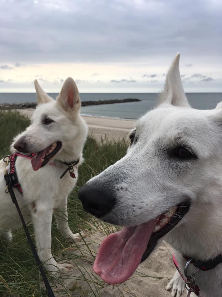 Hvid Schweizisk Hyrdehund Gnocchi - Her er jeg sammen med min moster Audi billede 14