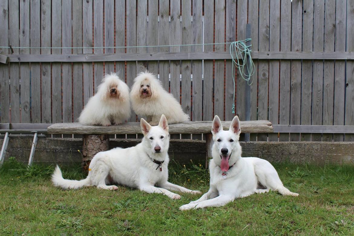 Hvid Schweizisk Hyrdehund Gnocchi - Her er hele min hundefamilie billede 6