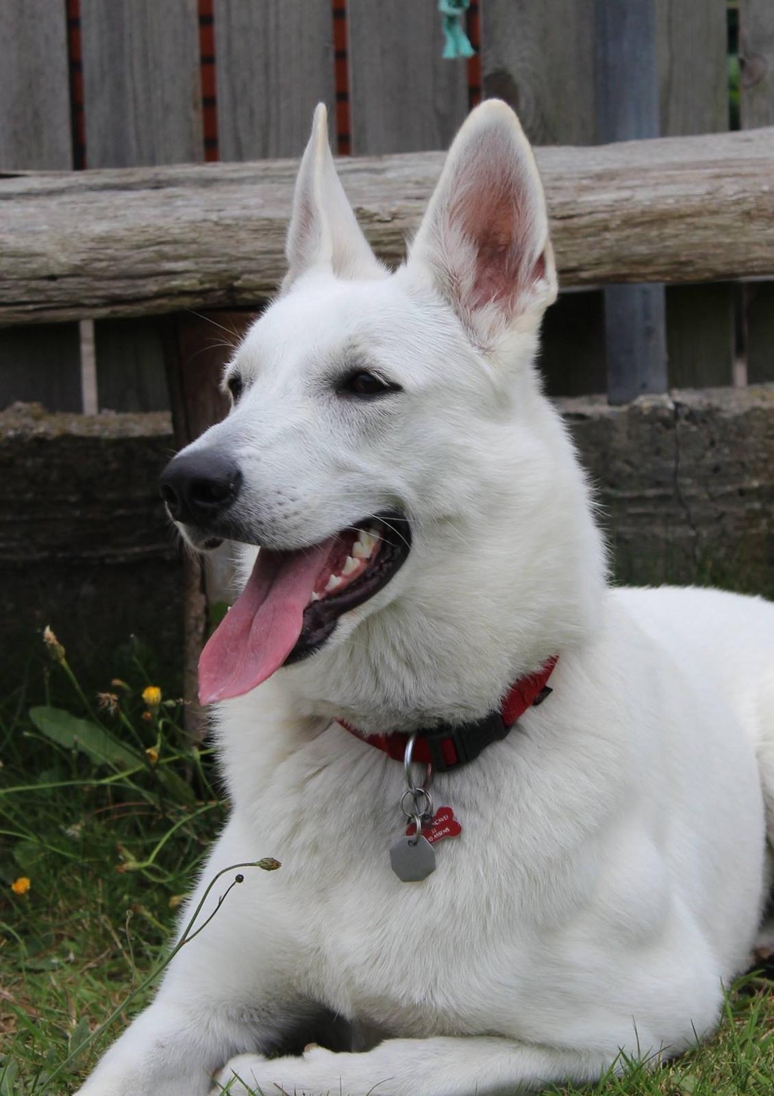 Hvid Schweizisk Hyrdehund Gnocchi - Lidt lækker billede 21