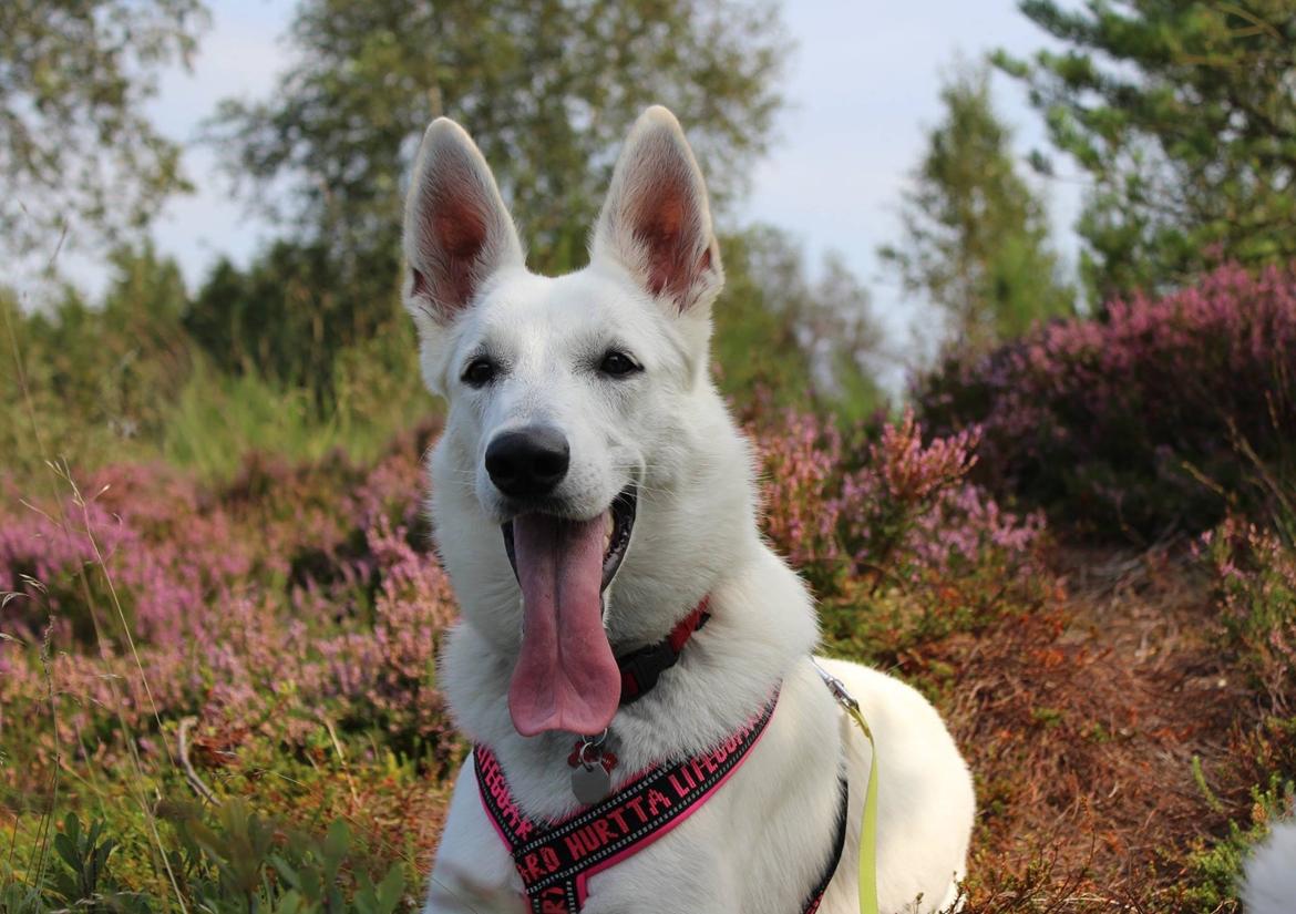 Hvid Schweizisk Hyrdehund Gnocchi - En frisk tur i skoven billede 1