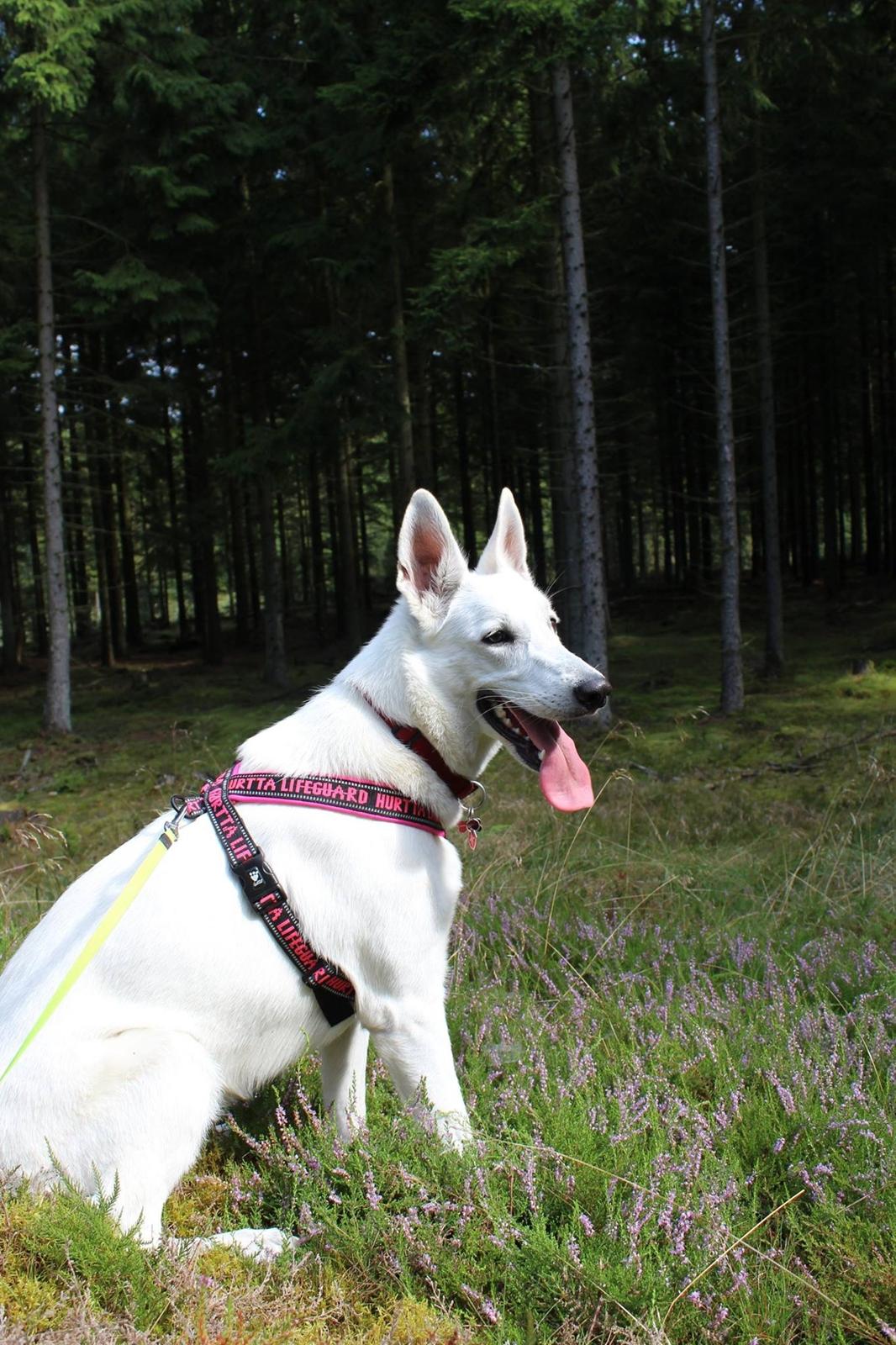 Hvid Schweizisk Hyrdehund Gnocchi - På tur i skoven billede 19