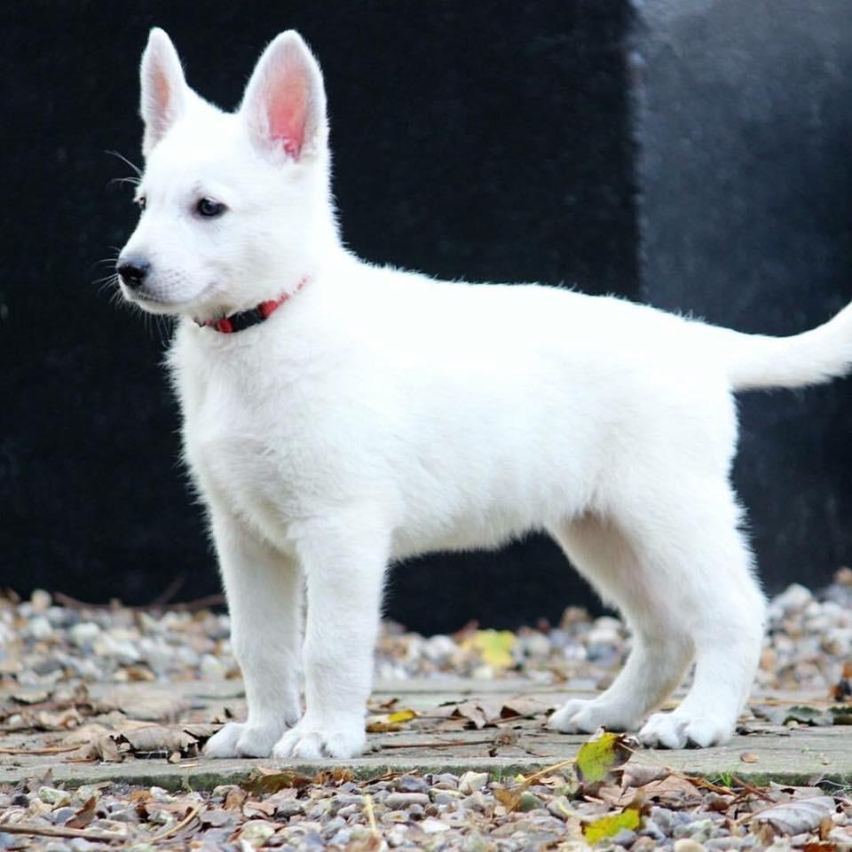 Hvid Schweizisk Hyrdehund Gnocchi - Som lille bitte 7 uger gammel billede 3