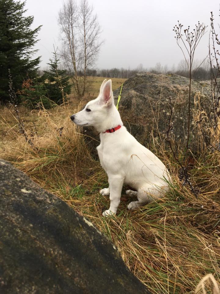 Hvid Schweizisk Hyrdehund Gnocchi - Her er jeg ca. 11 uger gammel billede 8