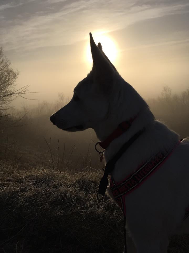 Hvid Schweizisk Hyrdehund Gnocchi - Morgenstund har guld i mund billede 4