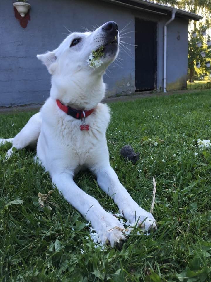 Hvid Schweizisk Hyrdehund Gnocchi - Har her plukket af mors syrener.. billede 7