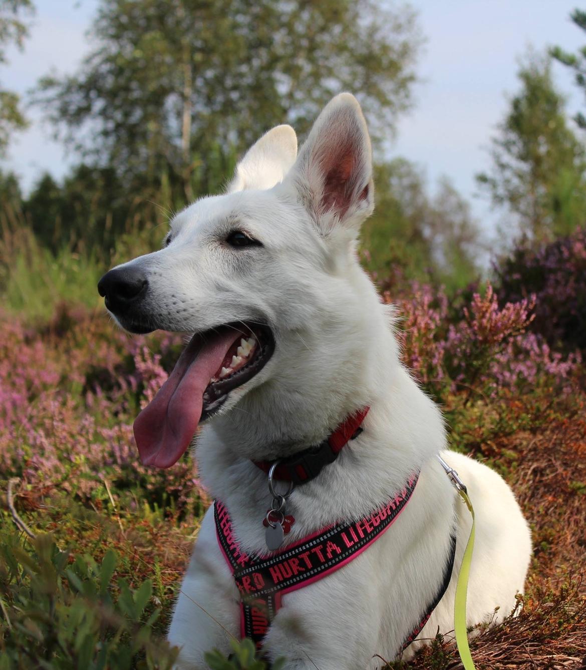 Hvid Schweizisk Hyrdehund Gnocchi billede 10