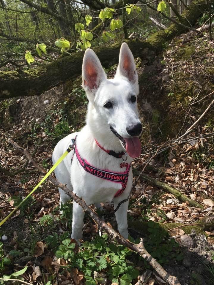 Hvid Schweizisk Hyrdehund Gnocchi - Offroad billede 13